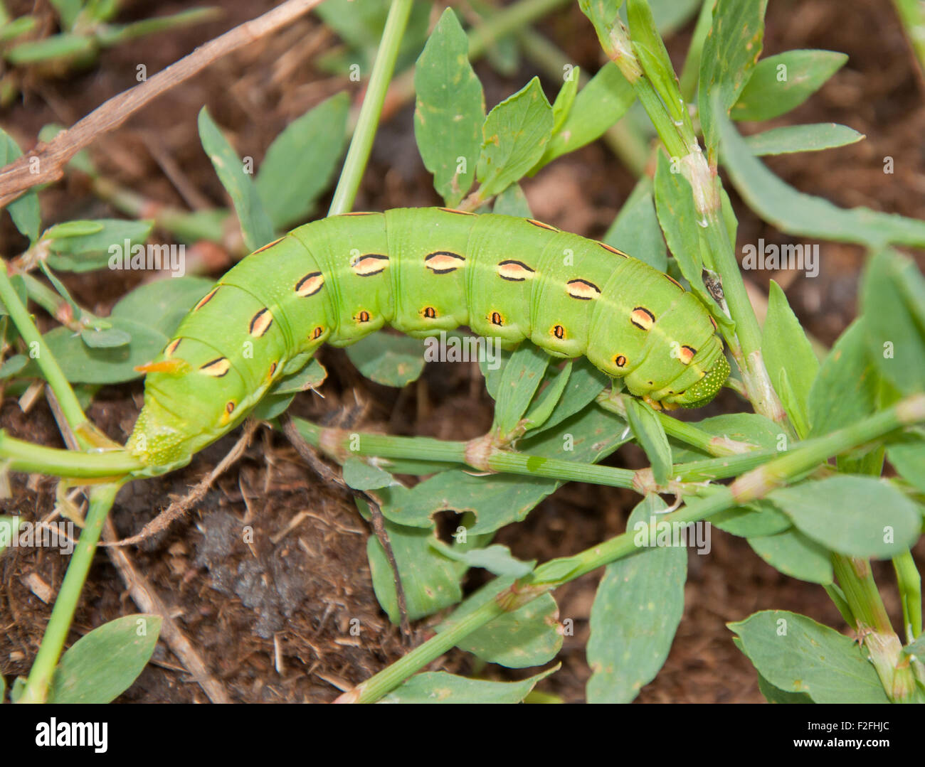 Bianco-rivestita Sphinx Moth caterpillar su alimentazione Knotgrass comune, Polygonum Aviculare Foto Stock