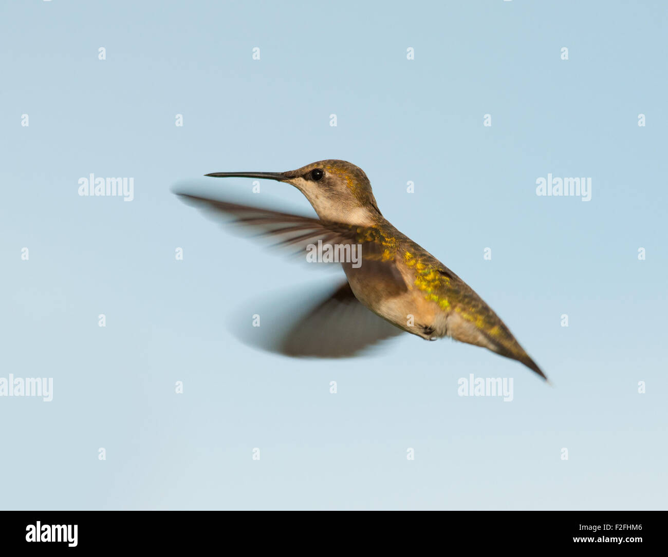 Femmina di Ruby-throated Hummingbird hovering, contro il cielo blu Foto Stock