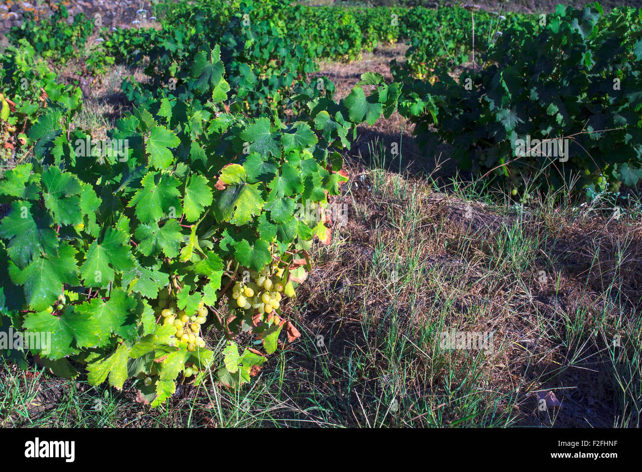 Vista delle piante di Zibibbo (Moscato d'Alessandria ), vino bianco uve a Pantelleria Foto Stock