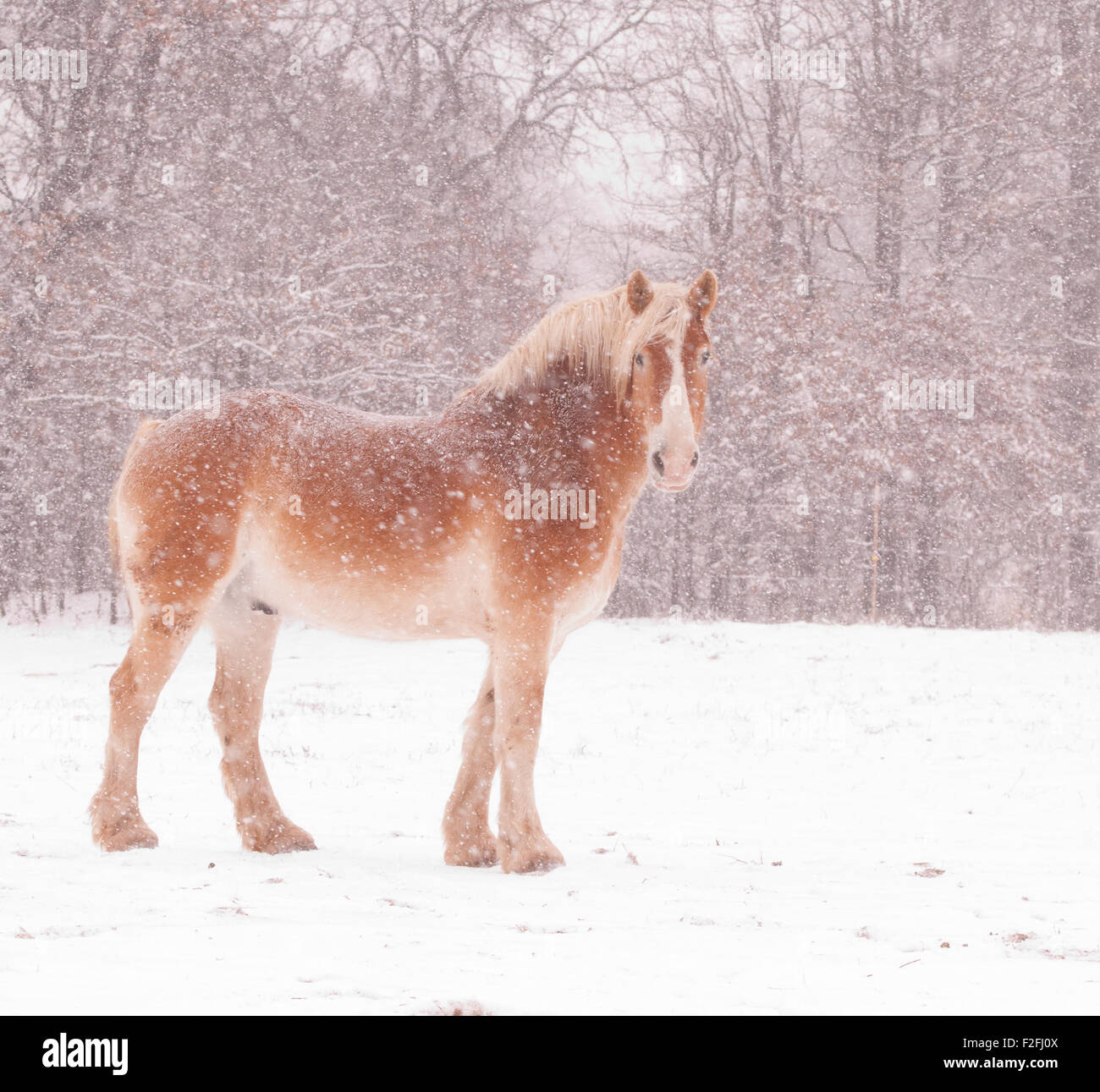 Progetto belga cavallo in una bufera di neve, guardando il visore Foto Stock