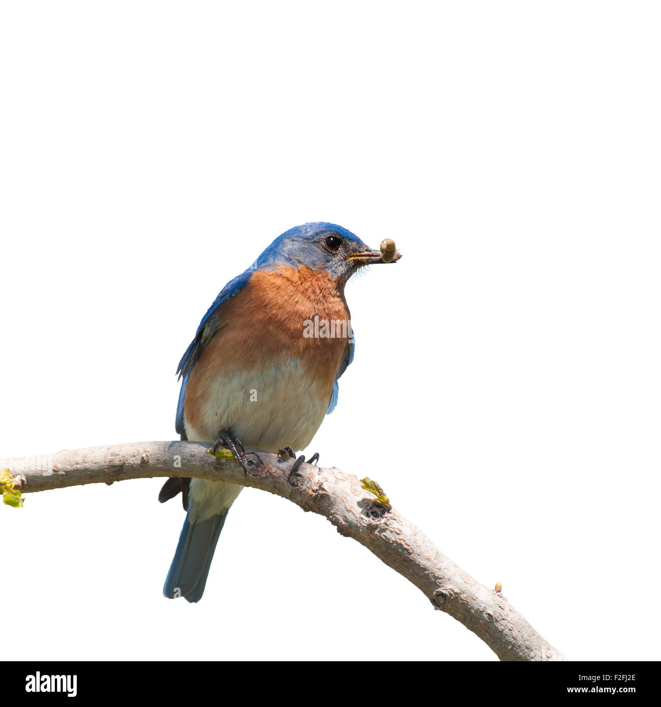 Maschio Bluebird orientale con un insetto nel suo becco per la covata; isolato su bianco Foto Stock