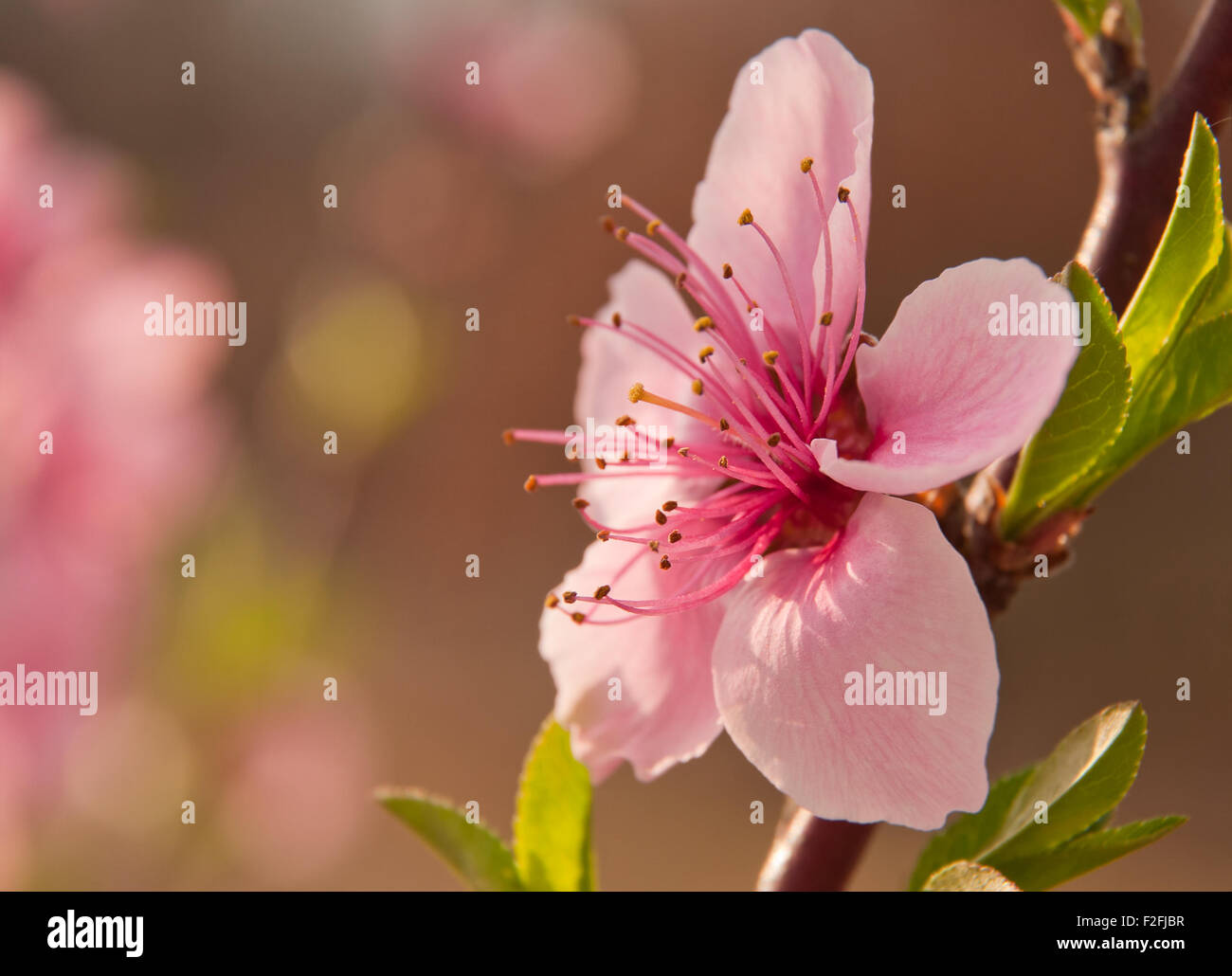 Delicato, rosa di pesco in fiore in primavera Foto Stock