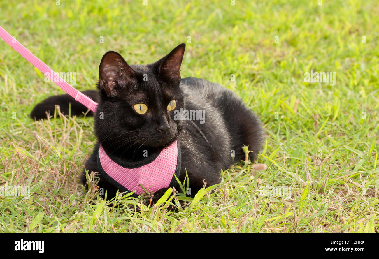 Piccolo gatto nero usura cablaggio rosa in erba verde Foto Stock