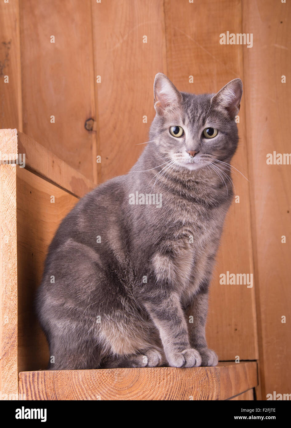 Blue tabby cat seduto su rustiche gradini in legno Foto Stock