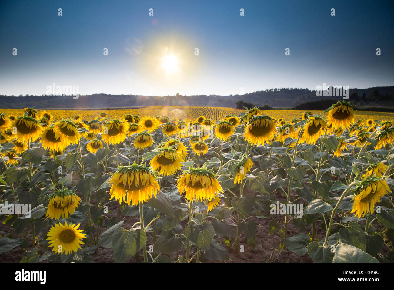 Girasoli crescono in un campo in Europa, Riflesso lenti da sole di mezzogiorno che brillano nel cielo Foto Stock