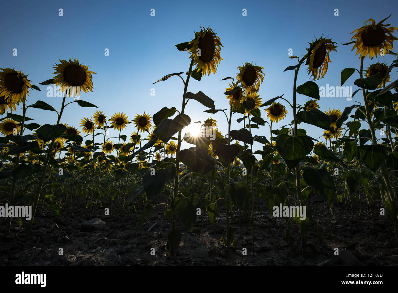 Girasoli retroilluminati da il caldo sole estivo, il terreno asciutto con sunflares Foto Stock