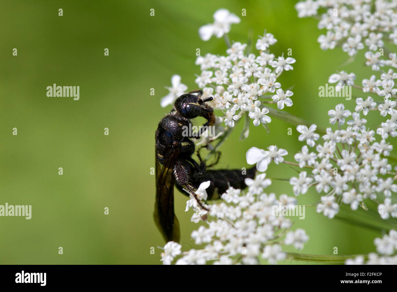 Wasp (Myzinum sp.) e regina Anna Fiore di pizzo. Foto Stock