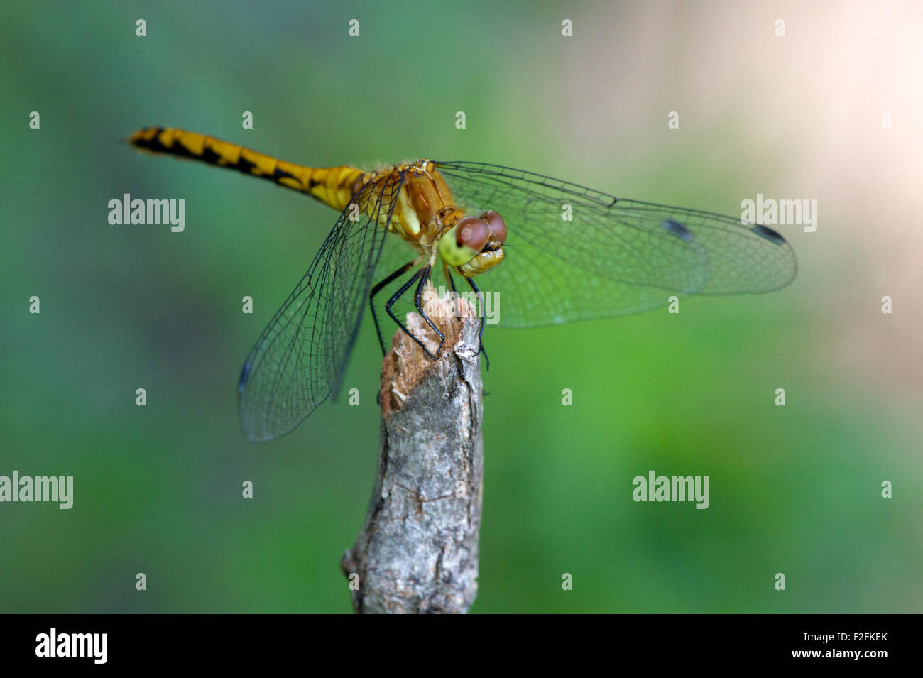 Femmina Meadowhawk Ruby (Sympetrum rubicundulum) Foto Stock