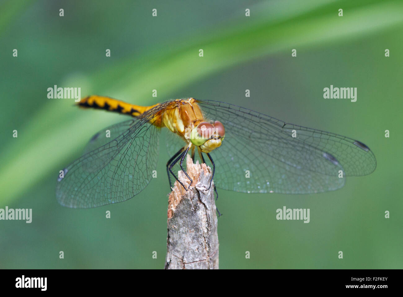 Femmina Meadowhawk Ruby (Sympetrum rubicundulum) Foto Stock