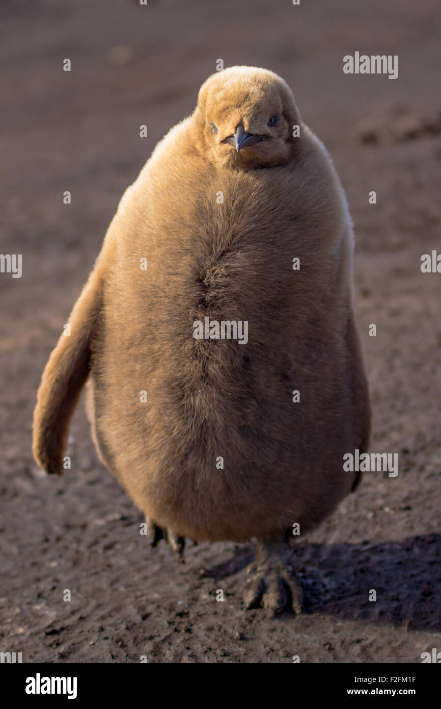 Pinguino reale pulcini. Volunteer Point, Isole Falkland. Foto Stock