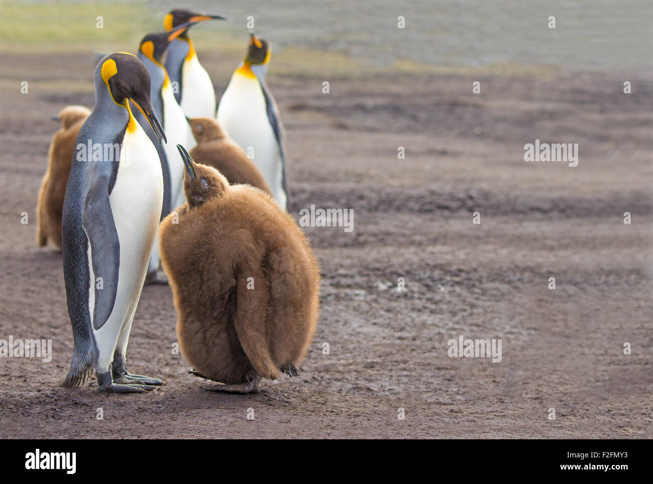 Pinguino reale pulcini. Volunteer Point, Isole Falkland. Foto Stock
