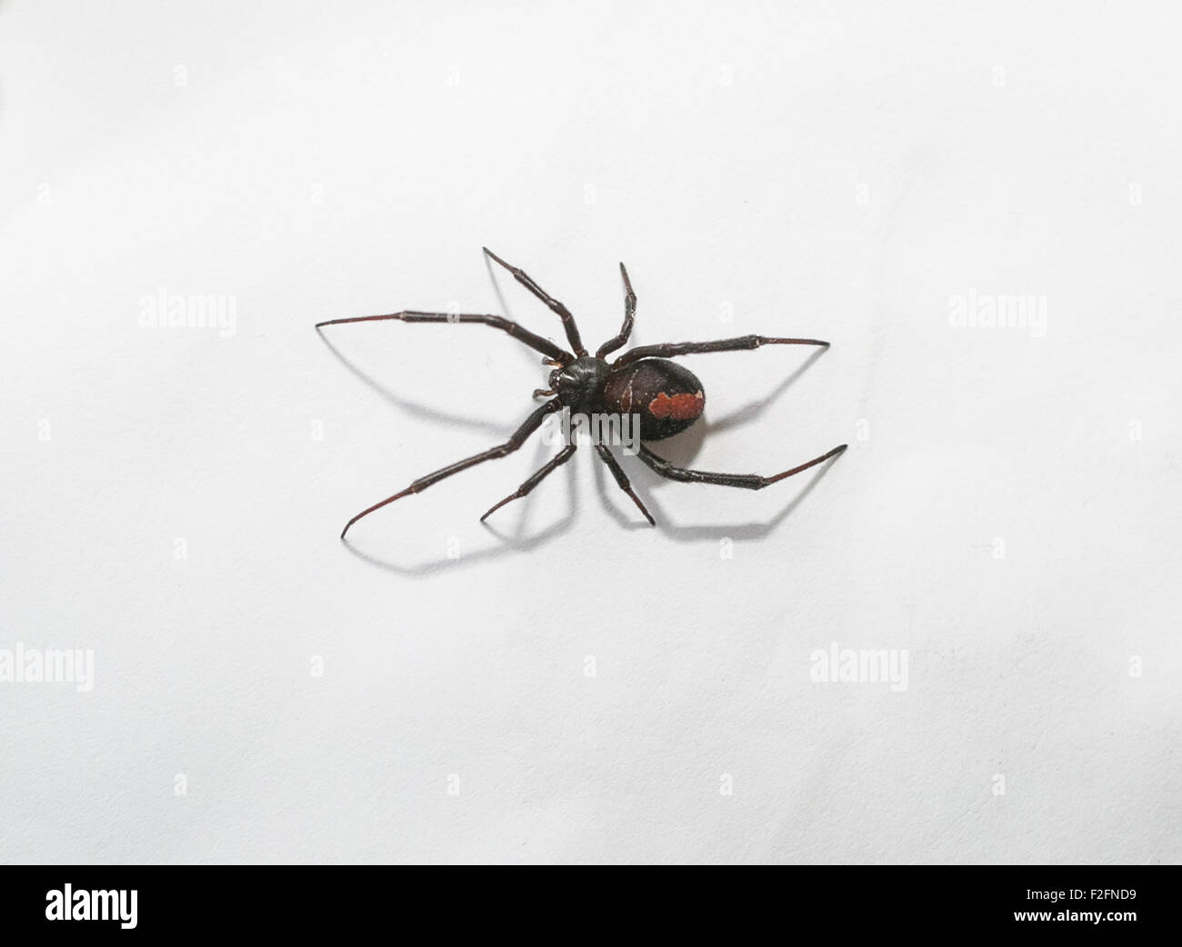 Australian spiders immagini e fotografie stock ad alta risoluzione - Alamy