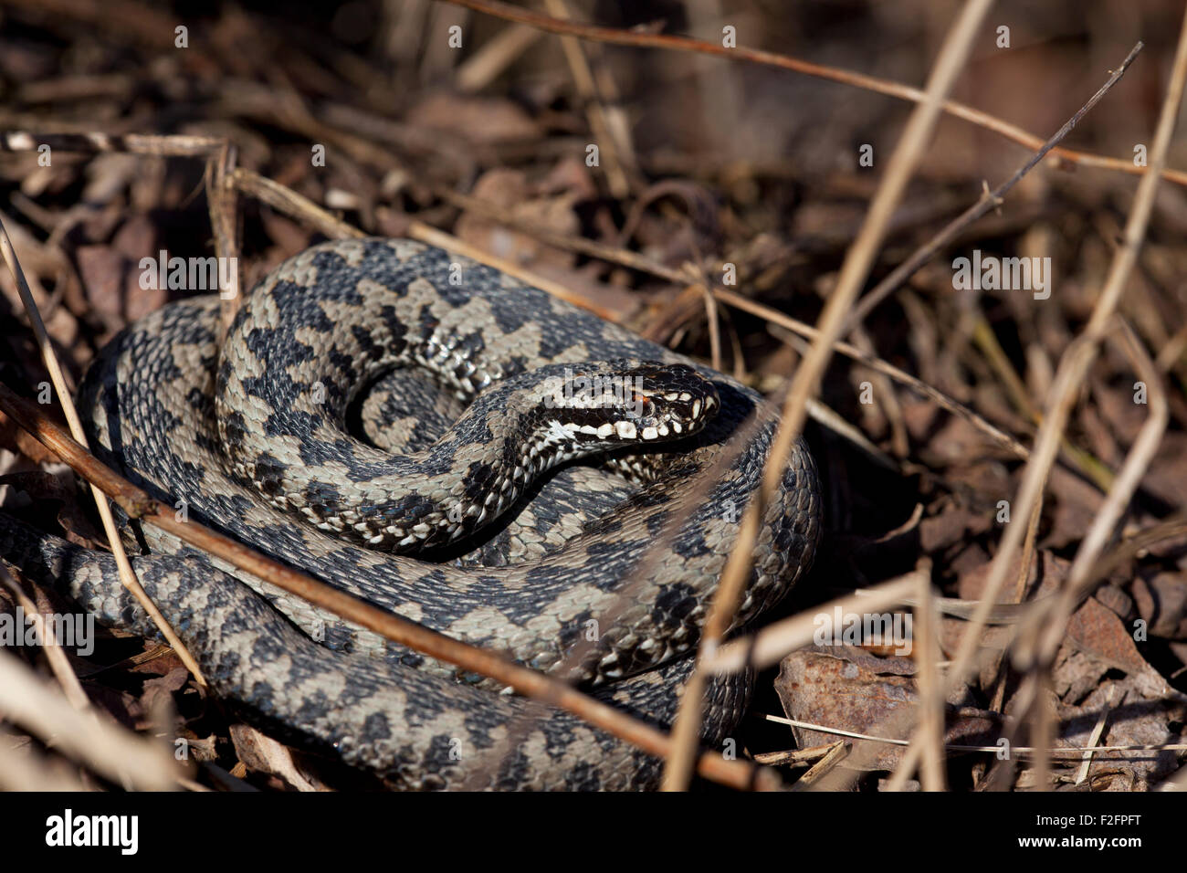 Svedese di serpente velenoso crogiolarsi nell'erba Foto Stock