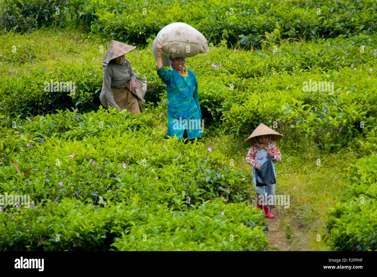 Tre generazioni di lavoratori di piantagioni di tè femmine che camminano attraverso la piantagione di tè nel villaggio di Cibulao, Cisarua, Bogor, Giava occidentale, Indonesia. Foto Stock