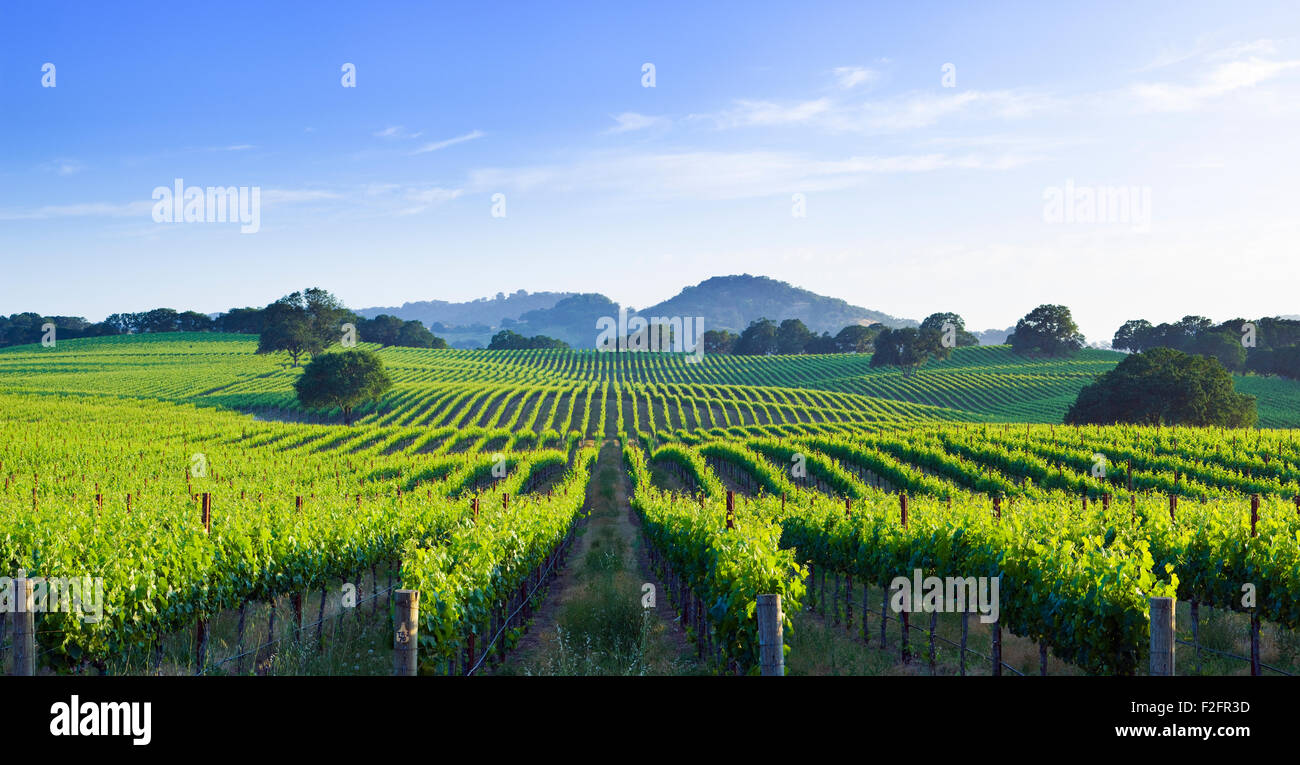 California Sonoma Valley vineyard nel tardo pomeriggio la luce del sole Foto Stock