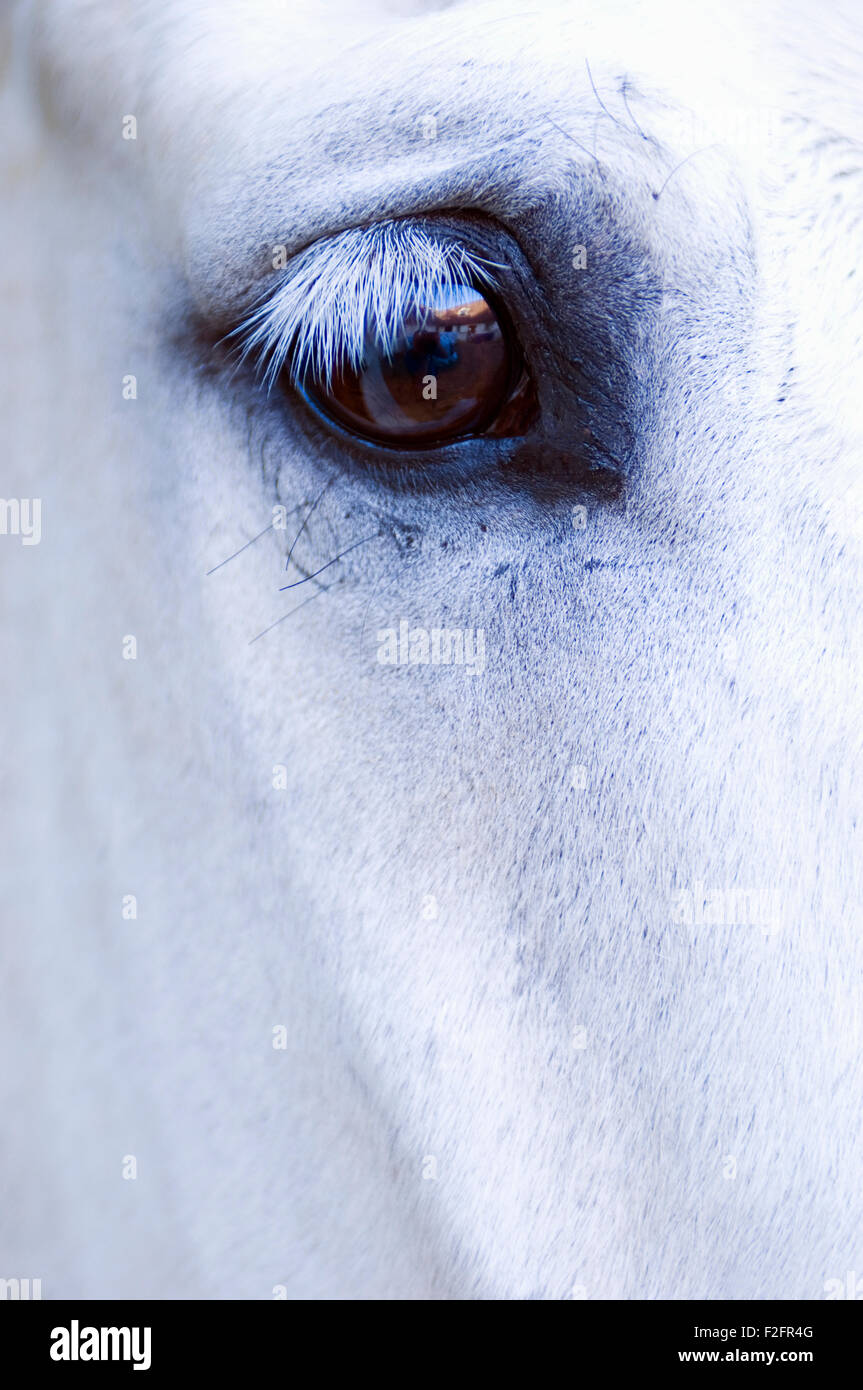 Dettaglio immagine di un cavallo bianco's eye e occhio destro regione Foto Stock