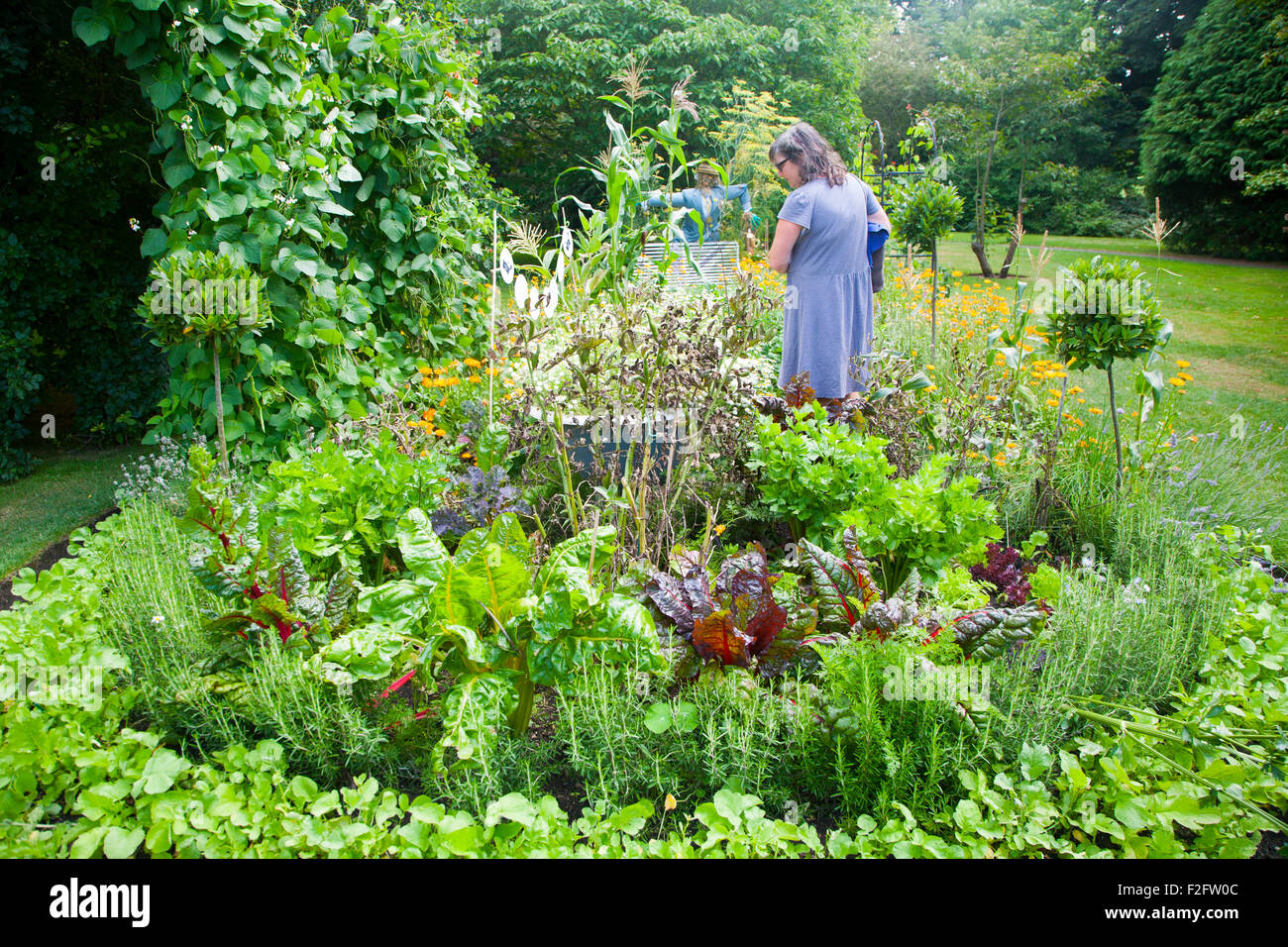 Piante vegetali delle frontiere nei giardini botanici a Bath, North East Somerset, Inghilterra, Regno Unito Foto Stock