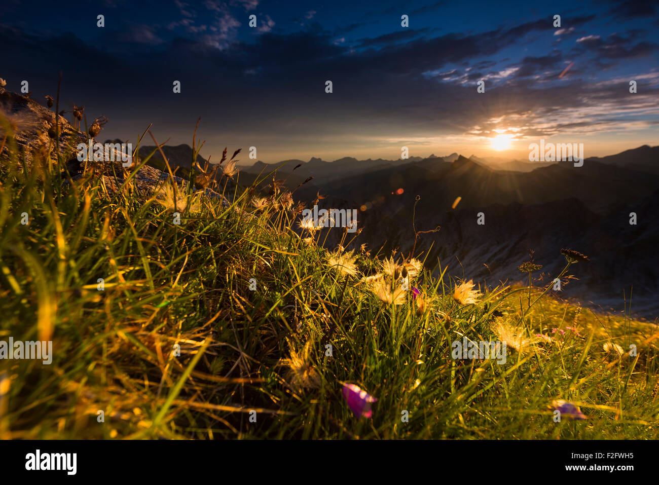 Alba sulle montagne Allgäu con prato fiorito, Algovia Alpi, Algovia, Baviera, Germania Foto Stock