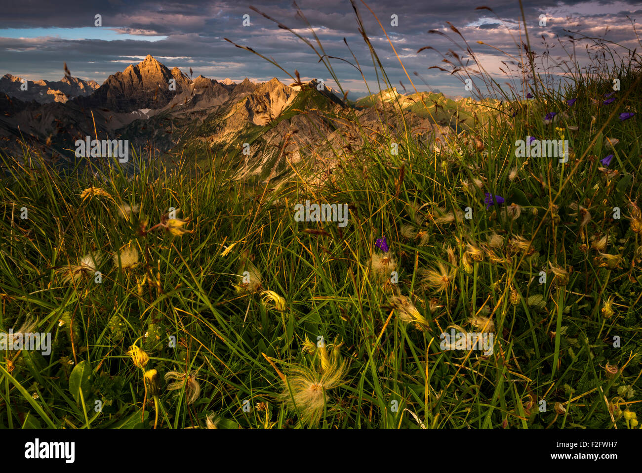 Il vertice di Hochvogel con prato fiorito, Algovia Alpi, Algovia, Baviera, Germania Foto Stock