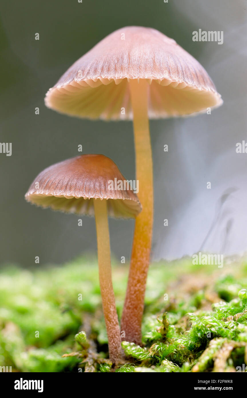 Spurgo fata casco (Mycena Haematopus), Nord Reno-Westfalia, Germania Foto Stock