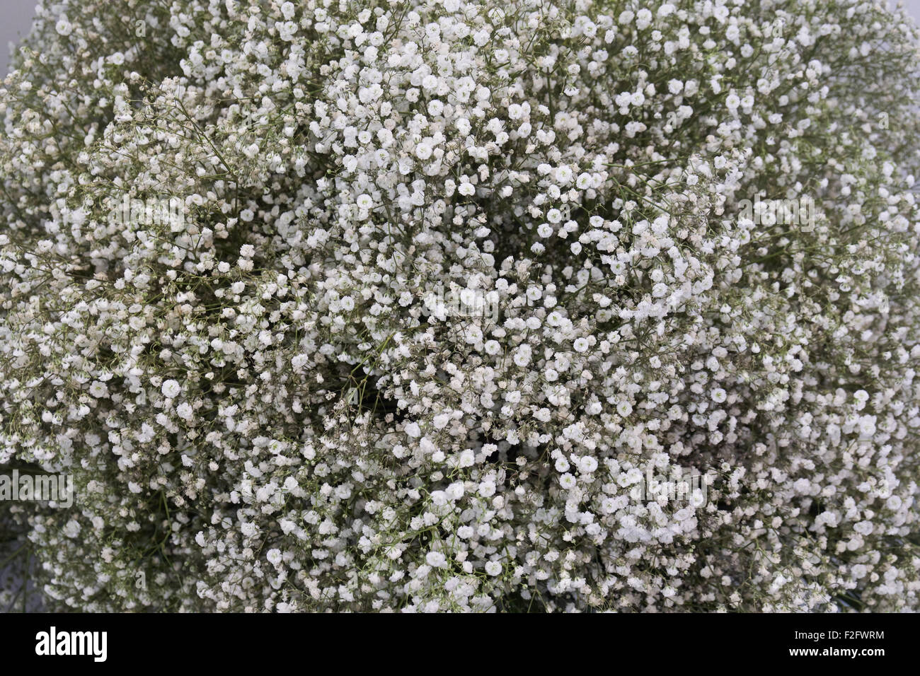 Piccola bianca gypsophila fiori come sfondo Foto Stock