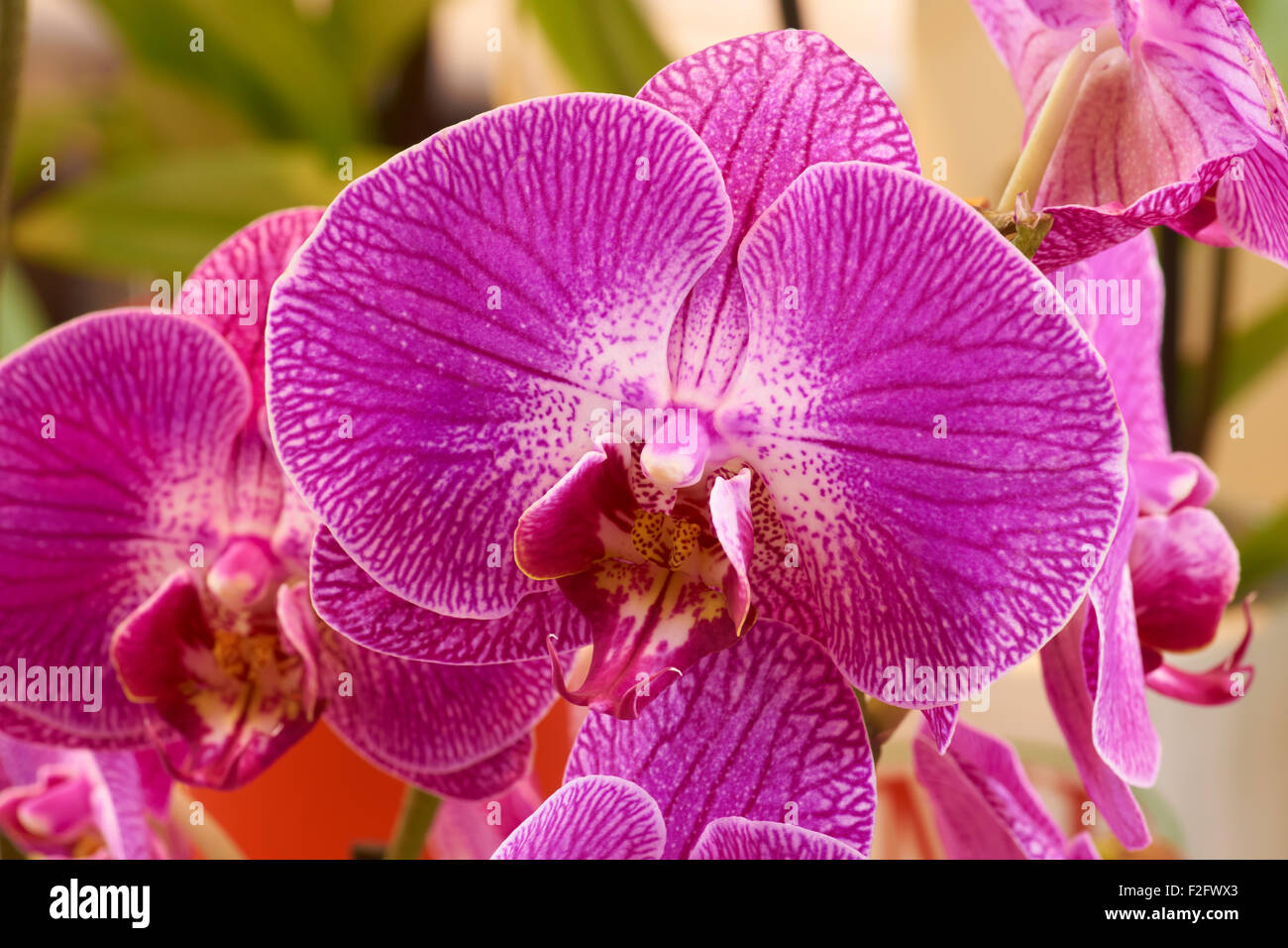 Macro shot di rosa orchid shot in ambienti interni Foto Stock
