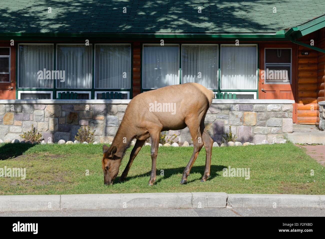 Un Elk sfiora sul corto erba falciata orlo esterno il chalets a Jasper Park Lodge, Alberta, Canada Foto Stock