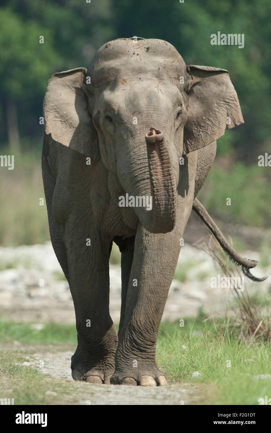 L'immagine dell'Elefante Asiatico (Elephas maximus) è stato girato nel parco di cittadino di Corbett - India Foto Stock