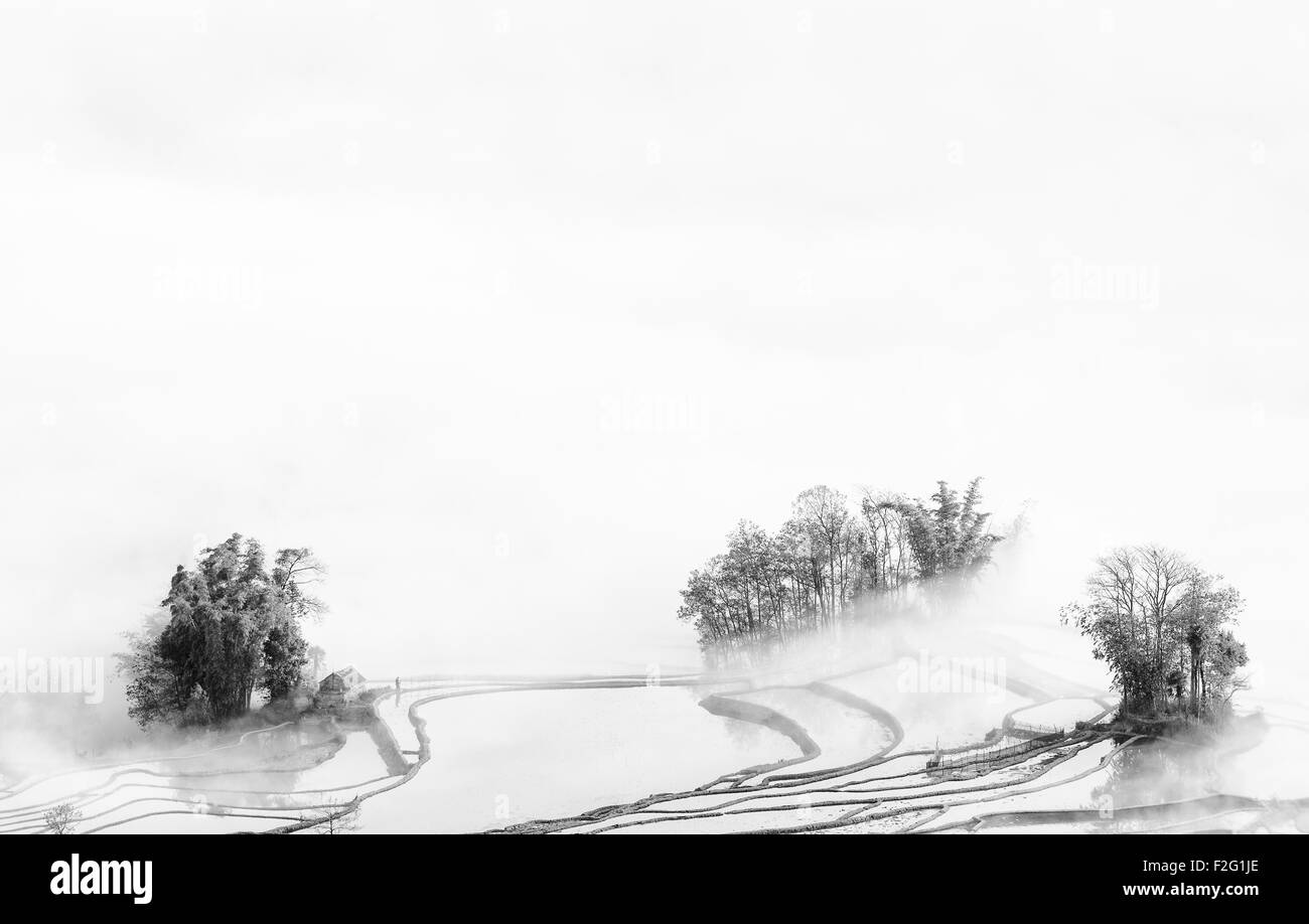 Terrazze di riso nella nebbia mattutina, Yuanyang, Yunnan, Cina Foto Stock