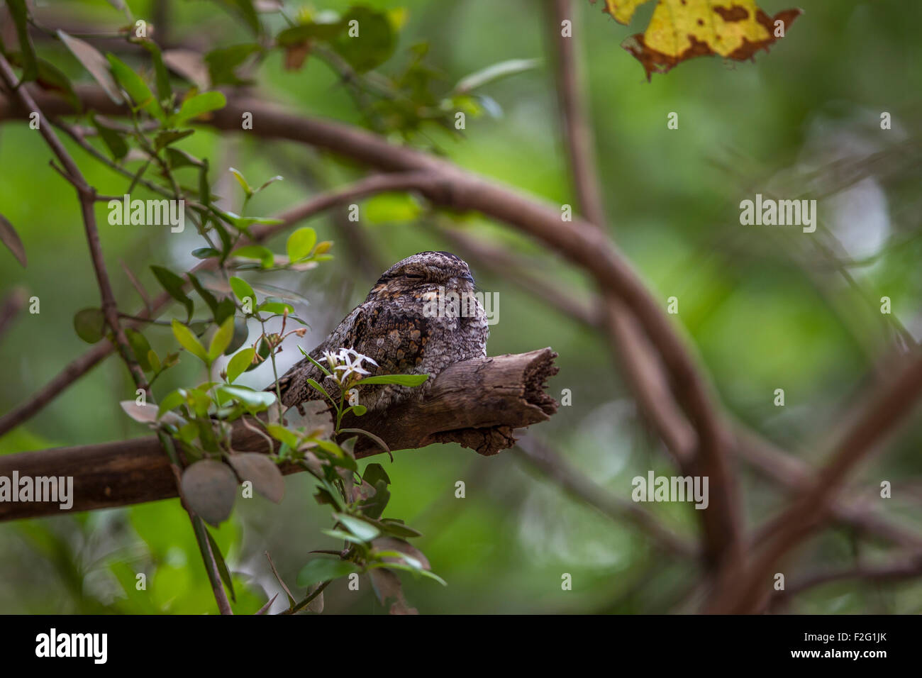 Indian Nightjar [Caprimulgus asiaticus] al Gir National Park, Gujarat, India Foto Stock