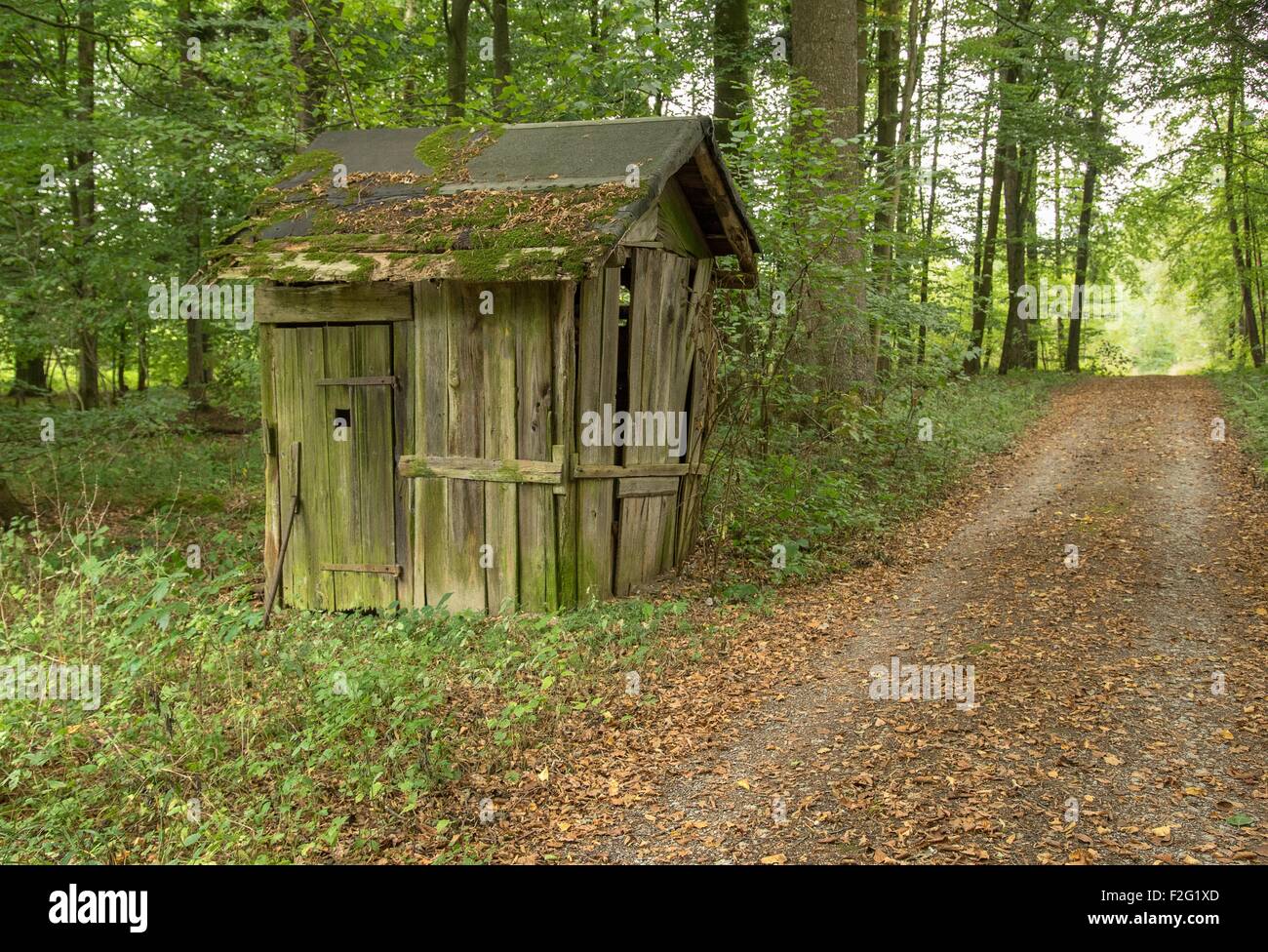 Rundown piccolo cottage in una foresta Foto Stock
