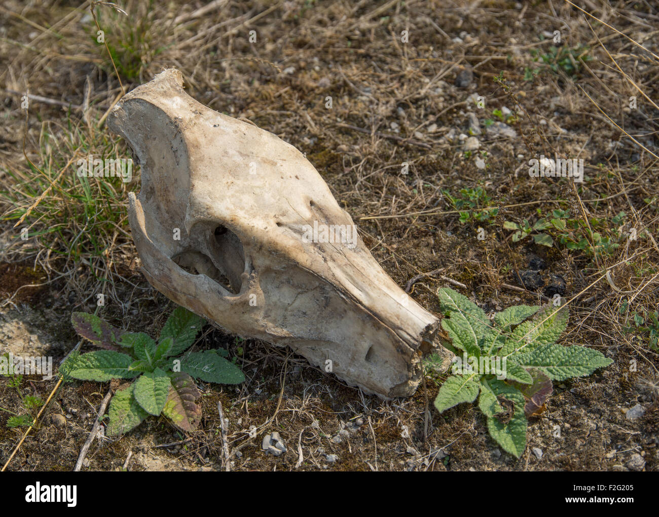 Immagine di un maiale selvatico teschio sul terreno erboso Foto Stock