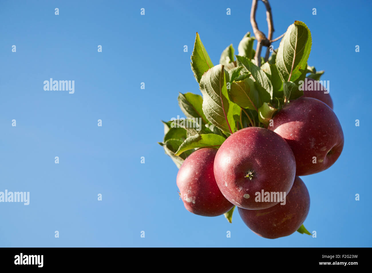 Mele maturazione su un albero vicino a Lancaster, Pennsylvania Foto Stock