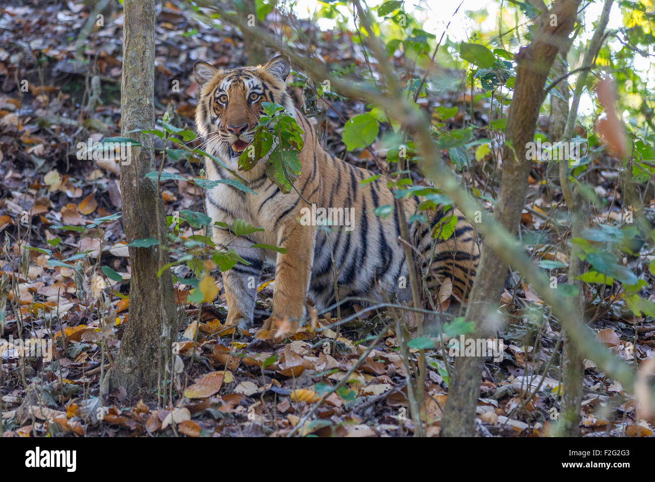 Un Sub adulto tigre del Bengala a Jim Corbett National Park, India. ( Panthera Tigris ) Foto Stock