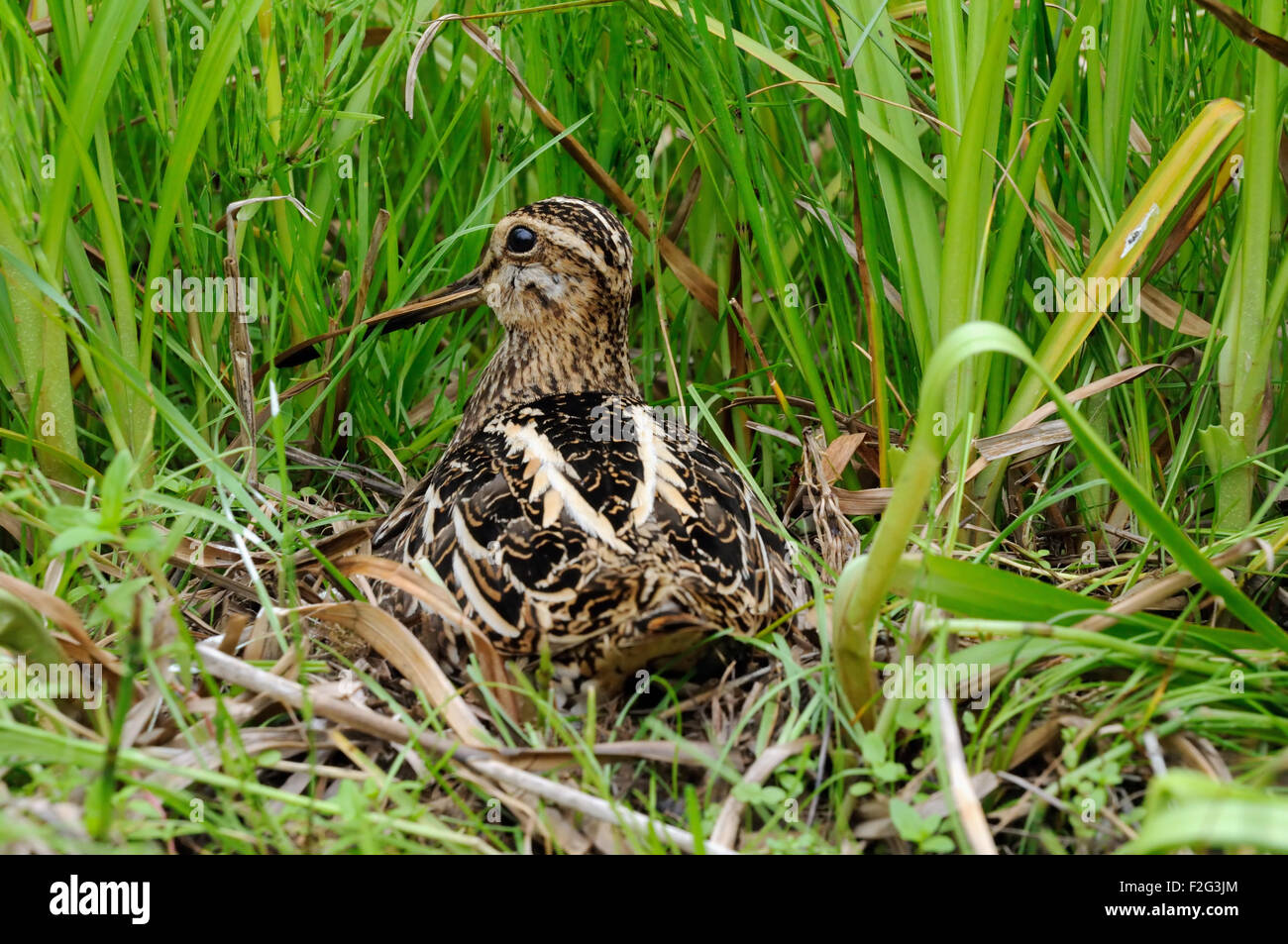 Snipe in nido Foto Stock