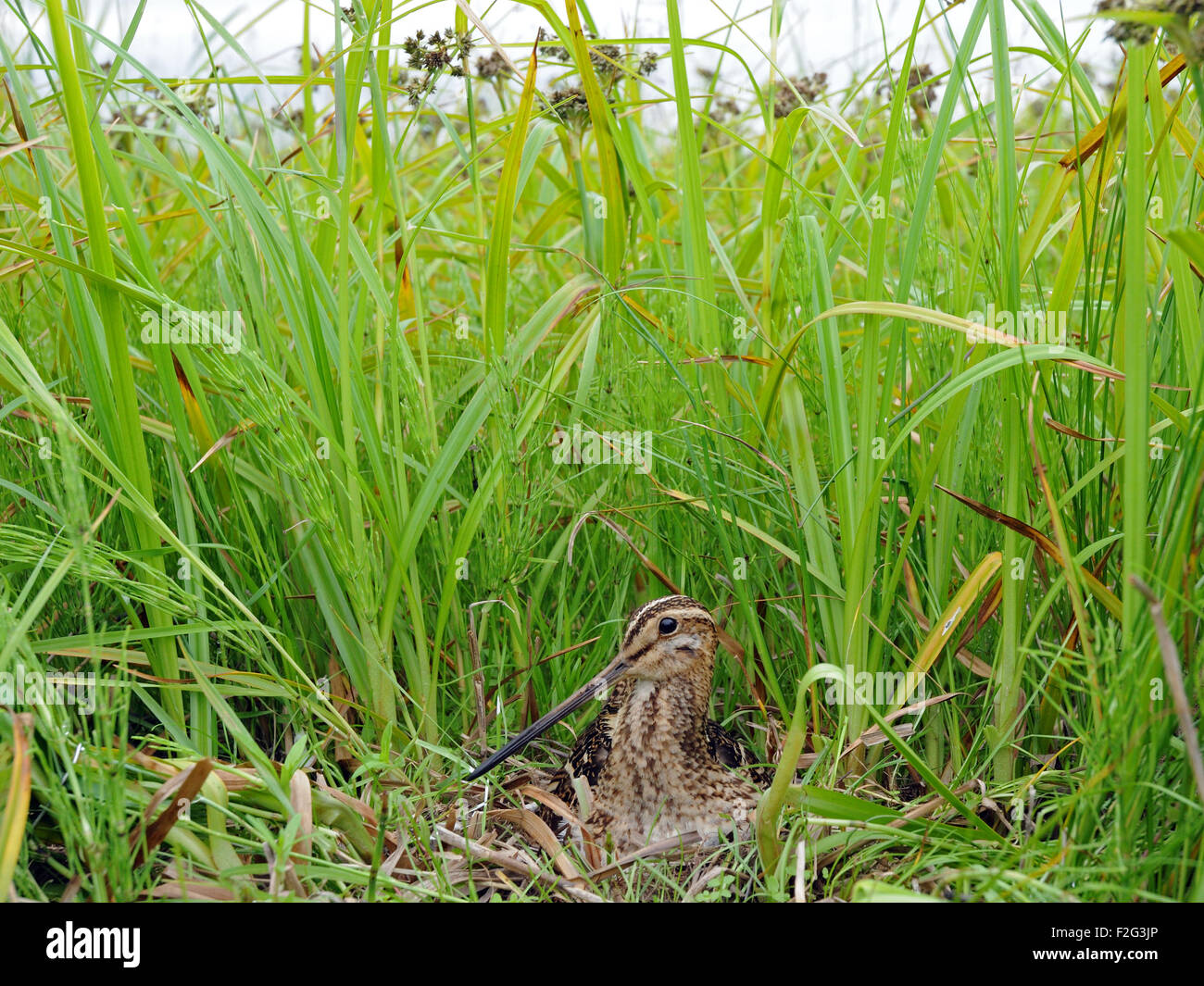 Beccaccino (Gallinago gallinago) nel nido. Il controllo remoto della telecamera utilizzata. Regione di Mosca, Russia Foto Stock