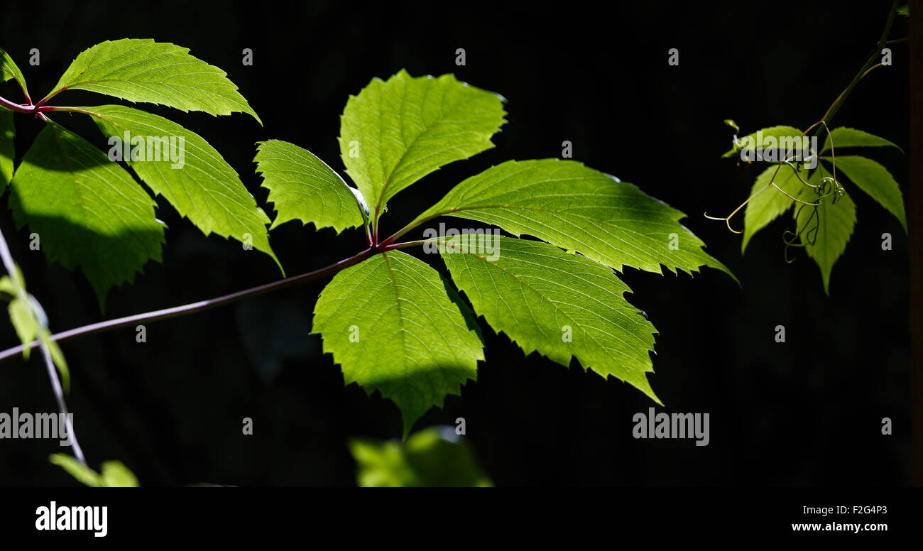 Il verde delle foglie di uva illuminata dal sole, contro uno sfondo scuro Foto Stock