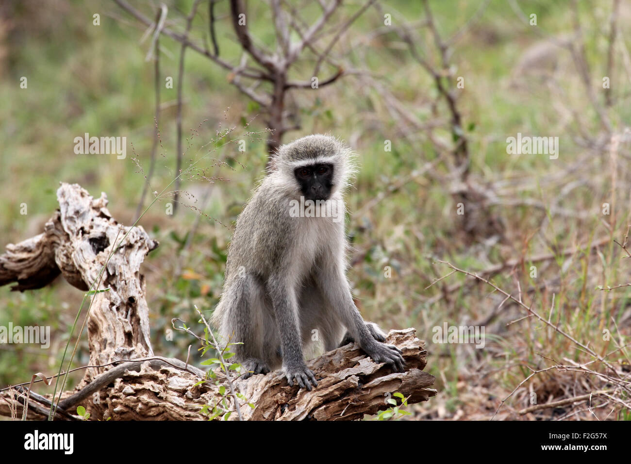 Una scimmia seduta su un albero morto in krueger national park in Sud Africa Foto Stock