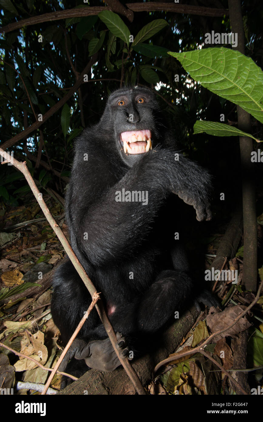 Un Celebes nero macaco crestato da nord Sulawesi mostra i suoi denti per avvisarmi che è scomodo. Foto Stock