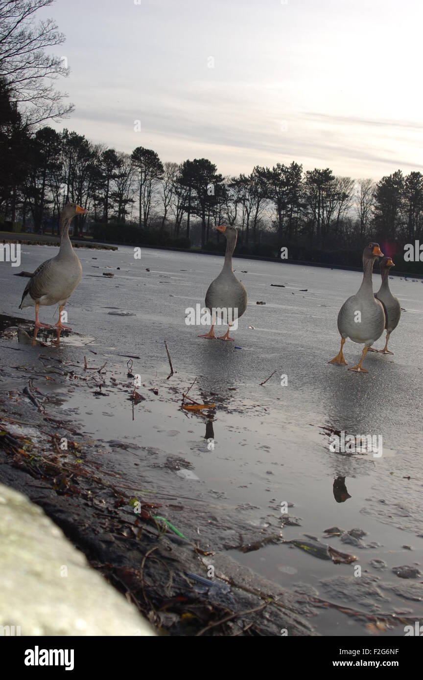 Anatre camminare sull'acqua, congelato stagno Foto Stock