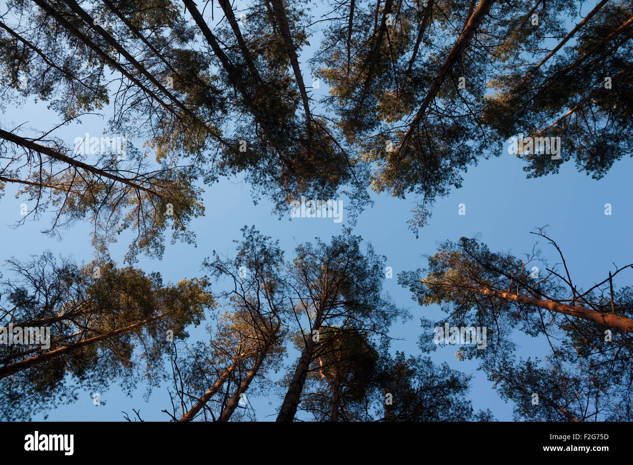 Apertura del cielo blu tra alberi di pino rami nella foresta di Lituania Foto Stock