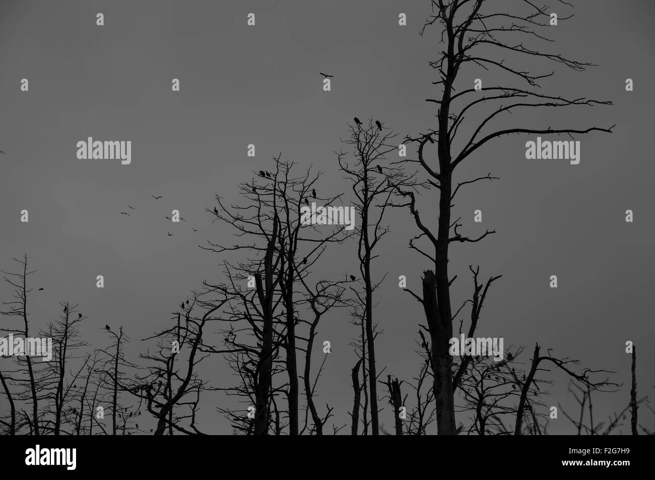 Silhoute di cormorani in alberi morti. Spooky scena Foto Stock