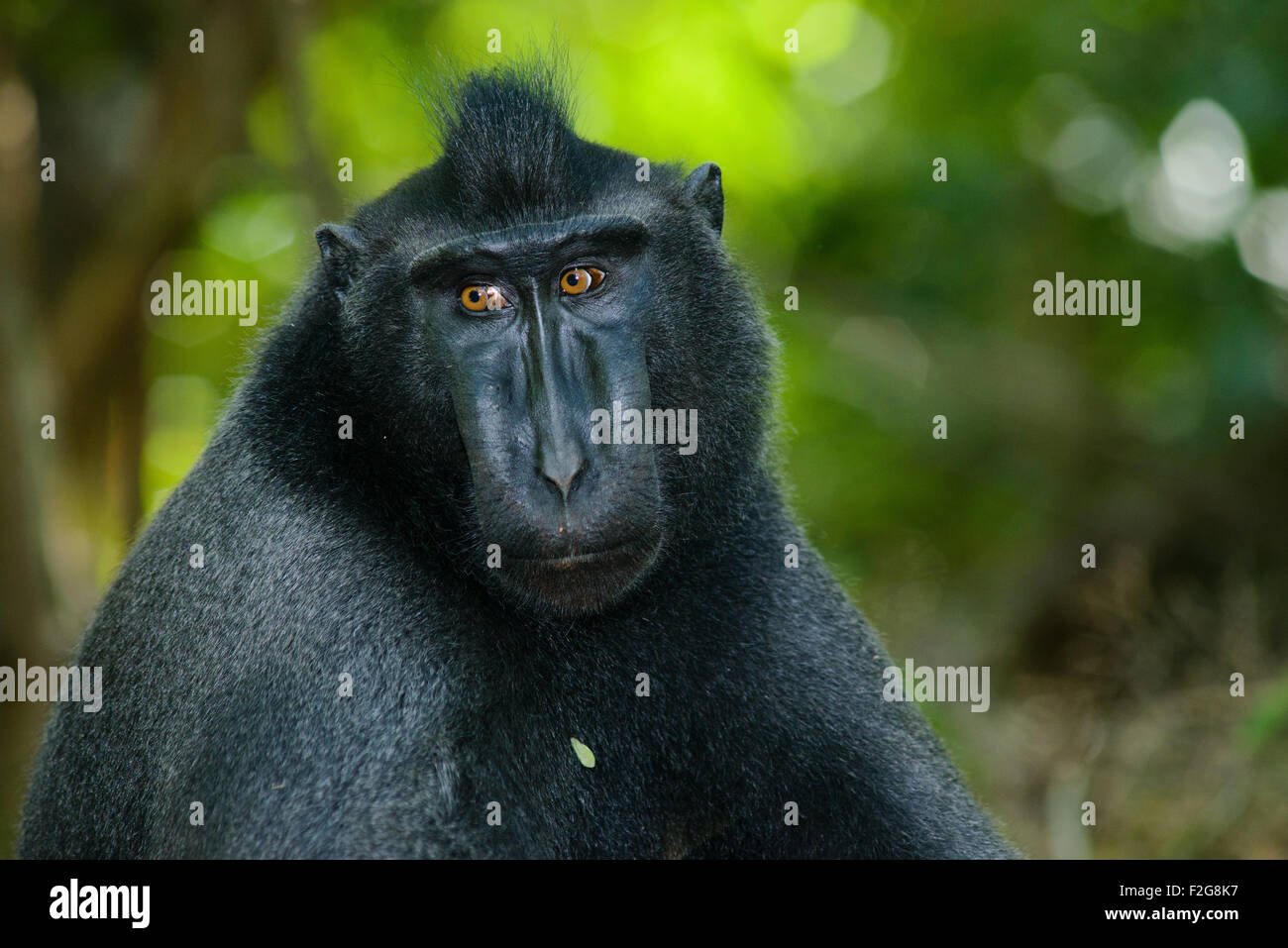 Un singolo nero macaco crestato noto anche come di celebes macaco nero si rilassa sul terreno nella foresta tropicale Foto Stock