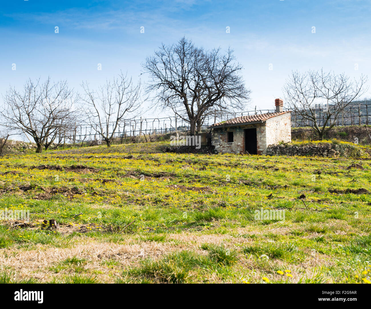 Fioriture di primavera nella campagna Toscana, Italia Foto Stock