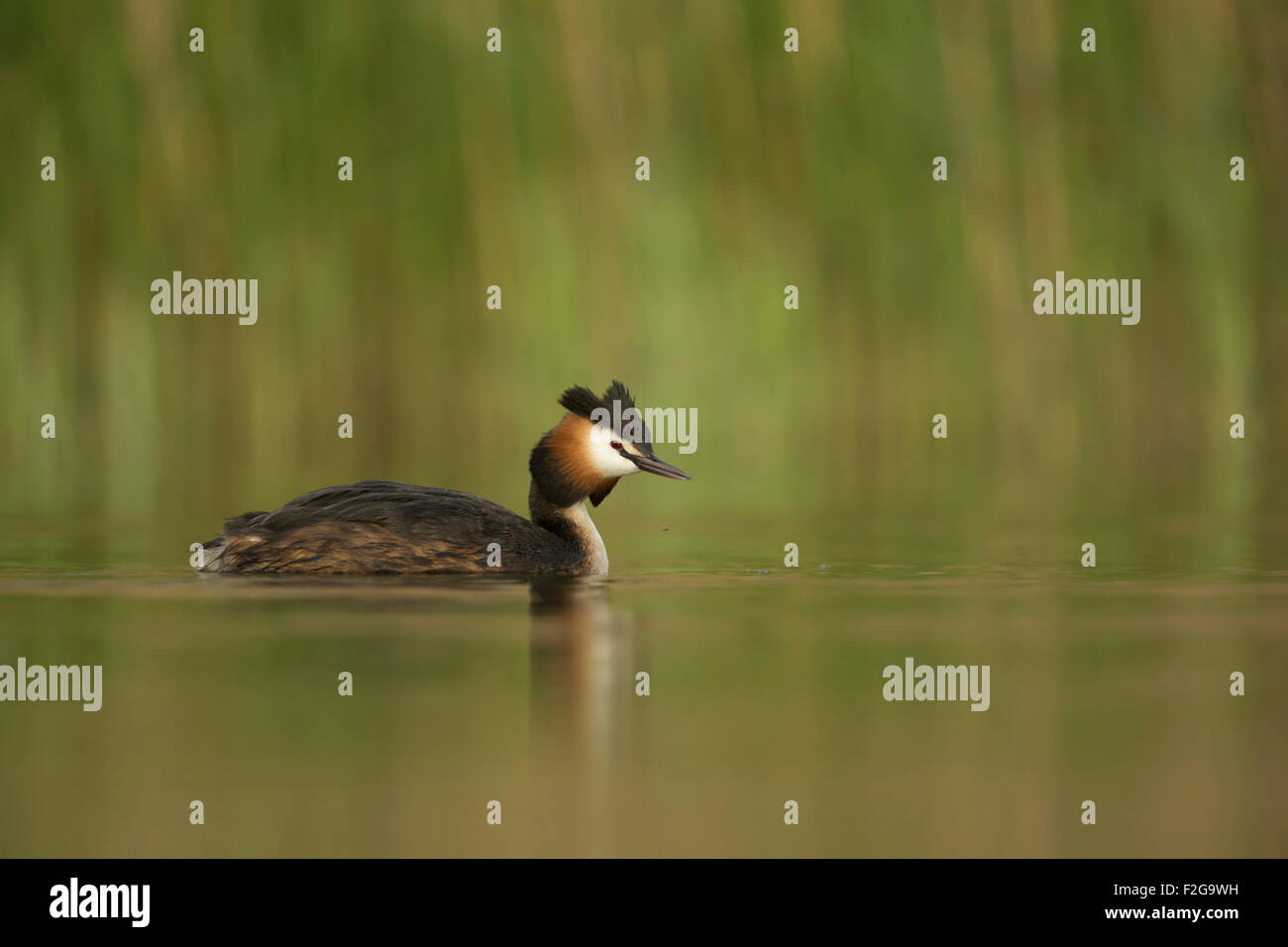 Svasso maggiore / Haubentaucher ( Podiceps cristatus ) nuota su vernally acqua colorata nella parte anteriore del green reed. Foto Stock