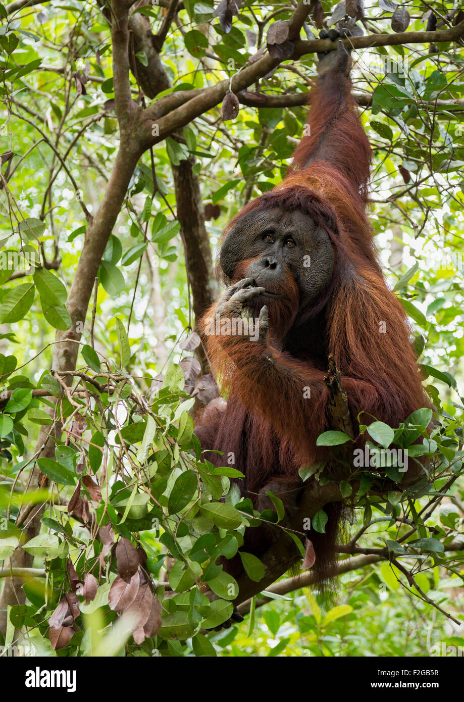 Orangutan maschio adulto in Borneo Foto Stock