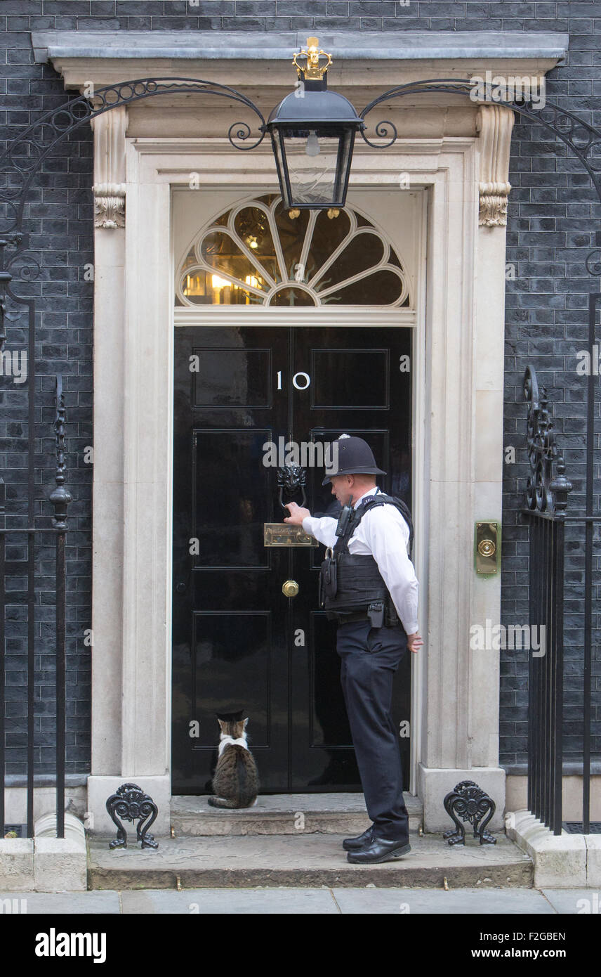 Larry di Downing street cat,Chief Mouser per l'Ufficio di gabinetto. Larry è un marrone e bianco tabby,presso la porta del numero 10 Foto Stock