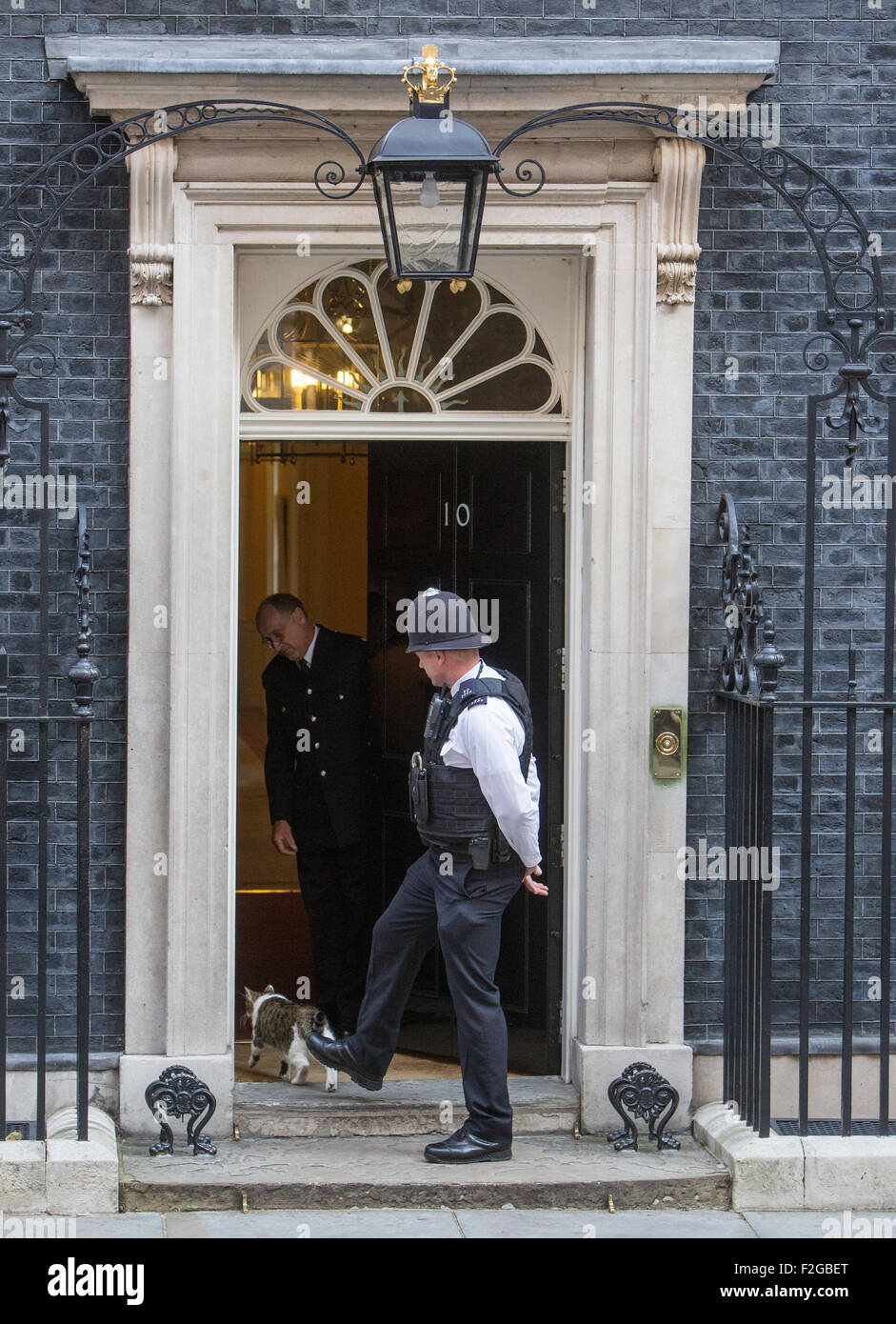 Larry di Downing street cat,Chief Mouser per l'Ufficio di gabinetto. Larry è un marrone e bianco tabby,presso la porta del numero 10 Foto Stock