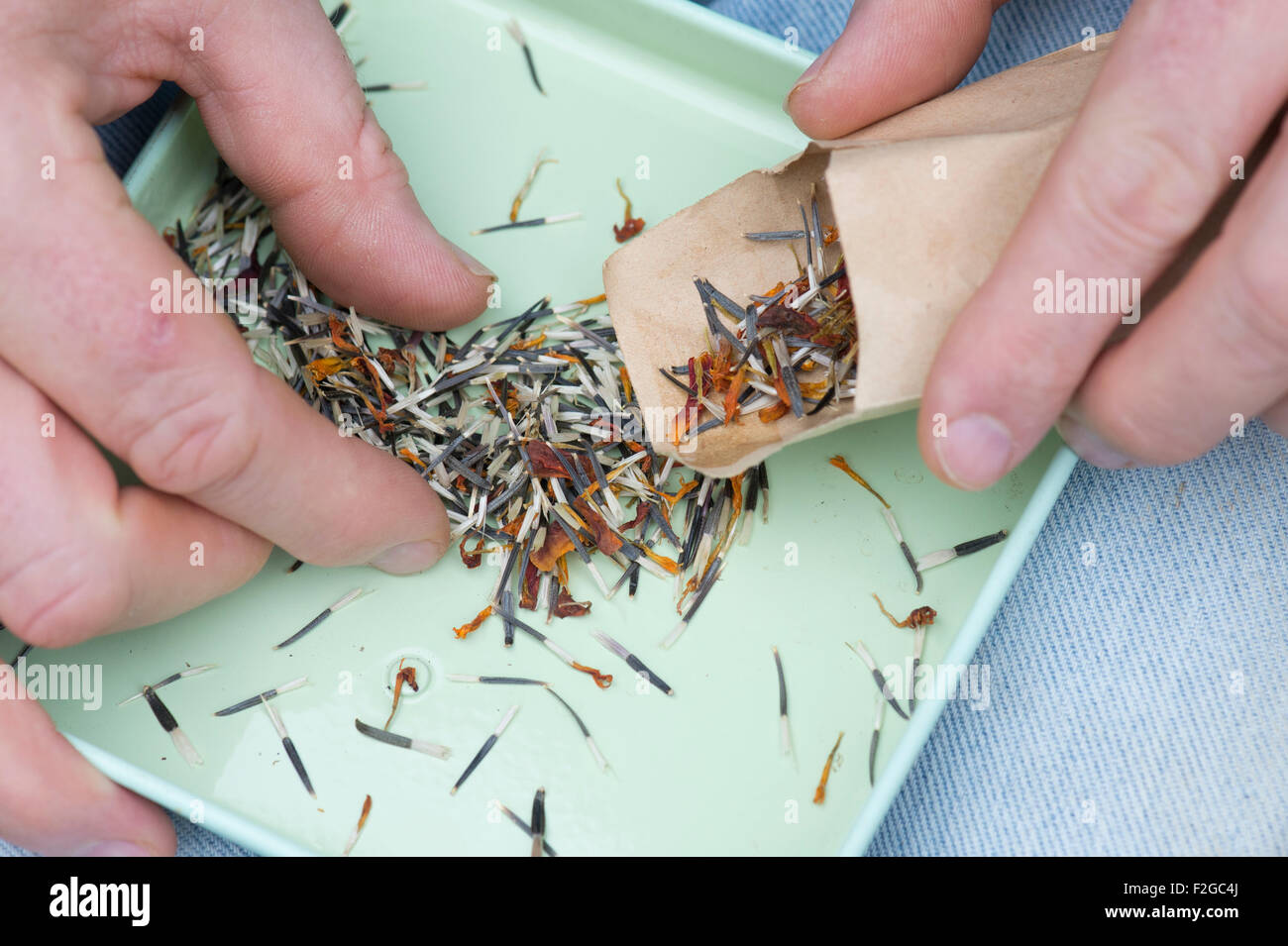 Tagetes. Giardiniere mettendo Calendula semi in busta e per memorizzare oltre l'inverno Foto Stock