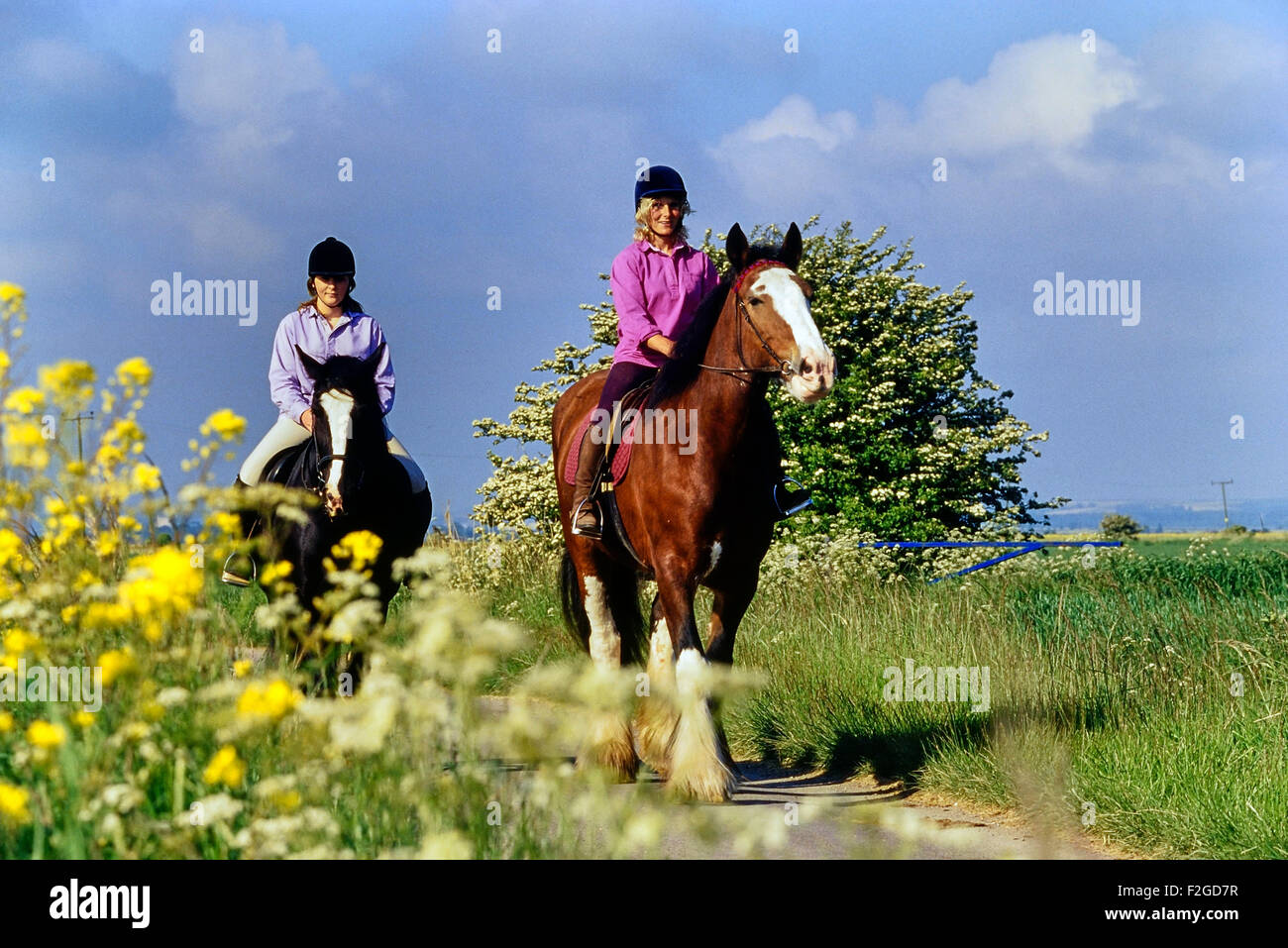 Piloti del cavallino nel Lincolnshire Wolds. In Inghilterra. Regno Unito Foto Stock